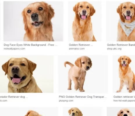 Screenshot of the dog breed page on a website, displaying various dog breeds and their characteristics.